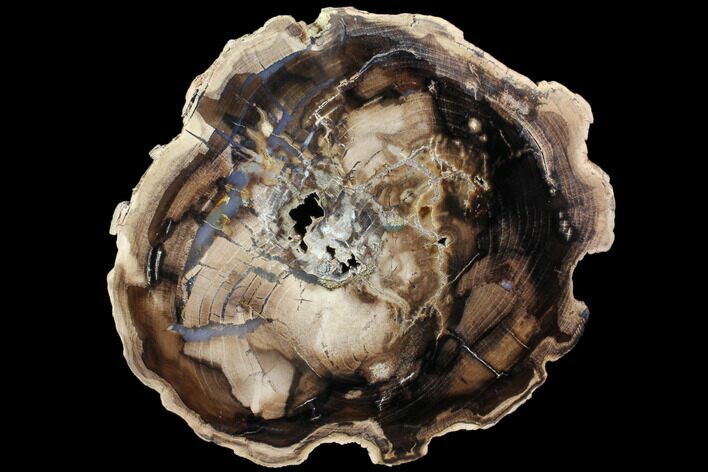 Petrified Wood (Cherry) Slab - McDermitt, Oregon #85926